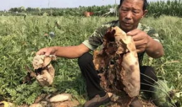 大荔吃瓜最新事件爆料新闻